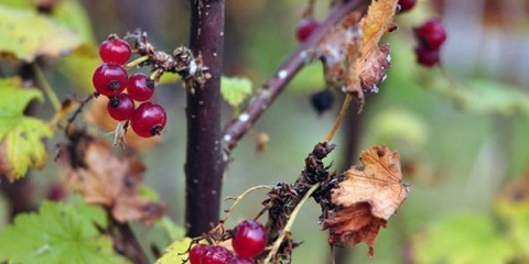 Pravilno hranjenje i rezidba ribizle u jesen